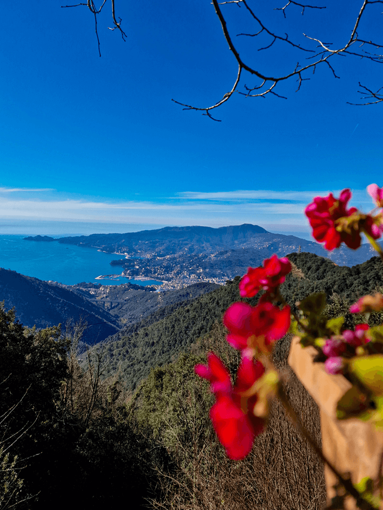 View of Rapallo from the café near the Montallegro funicular top station, with a red flower pot in the foreground and the town and sea below